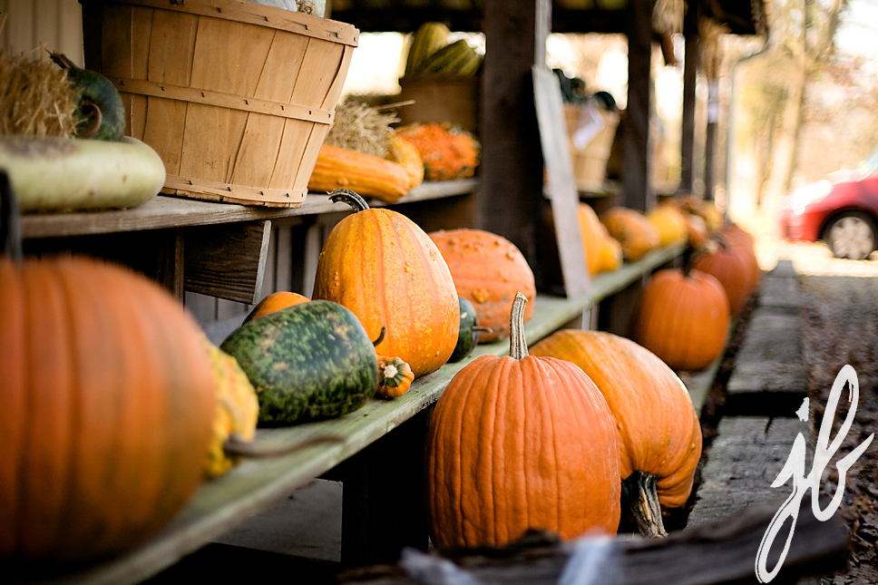 pumpkins and gourds on shelves 