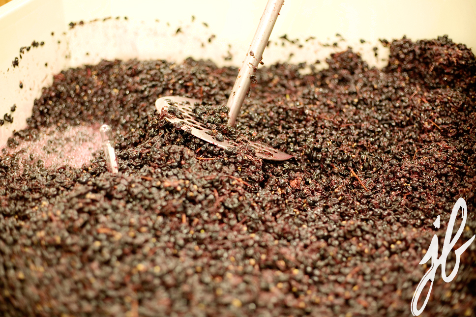 closeup of grapes being pressed