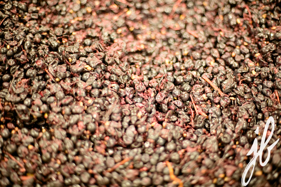 close up of grapes while pressing at winery